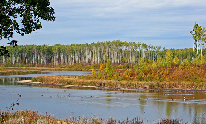 Photo Beaver Hills reserve