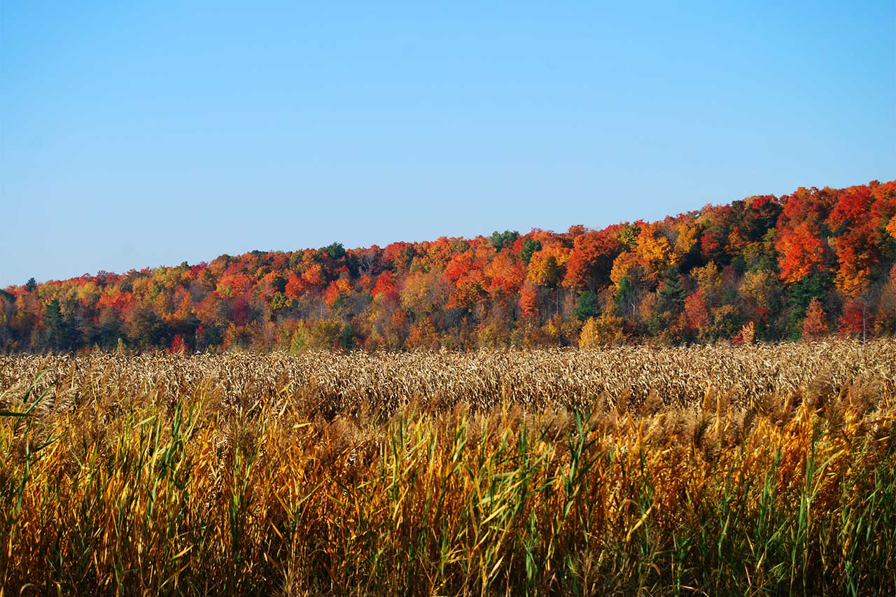 Cornfield in the foreground and woods in fall colours in the background