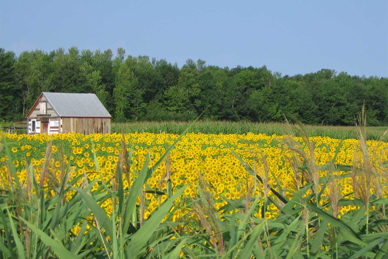 The Mont SaintHilaire Biosphere Reserve, Virtual Museum / SaintDenis