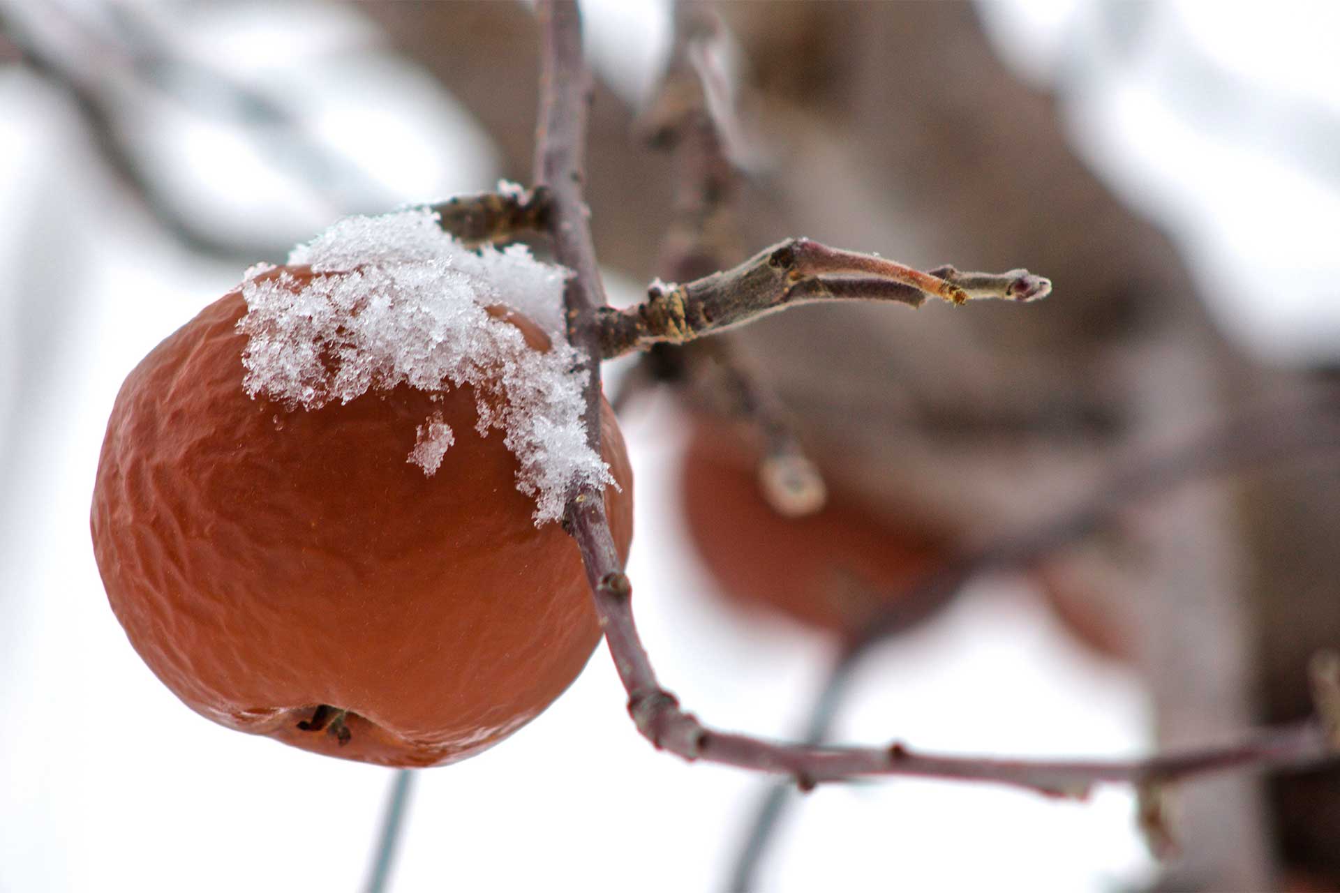 Frozen apple on the tree, with snow on top